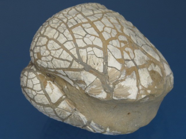  MAŁŻ Pholadomya sp.