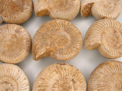 amonit Perisphinctes - Madagaskar