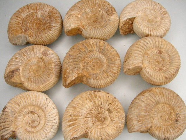 amonit Perisphinctes - Madagaskar