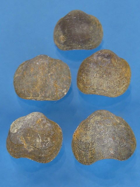 Schizophoria - ramienionóg 