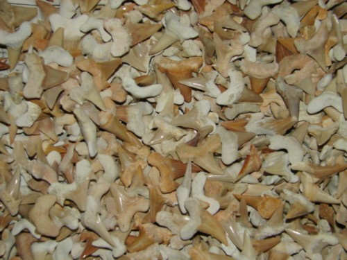 zęby rekina - Maroko * skamieniałość