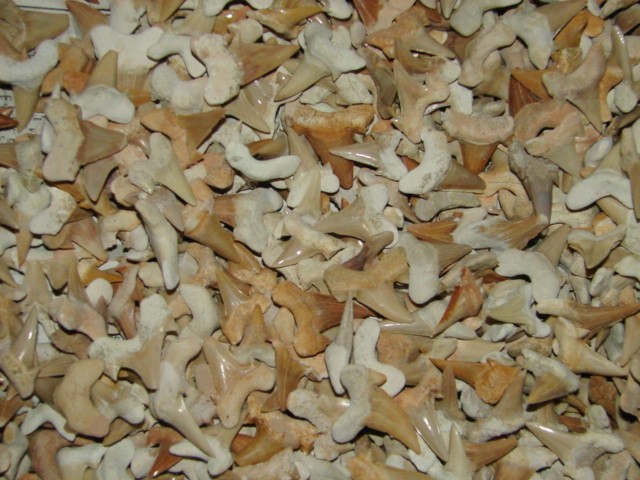 zęby rekina - Maroko * skamieniałość