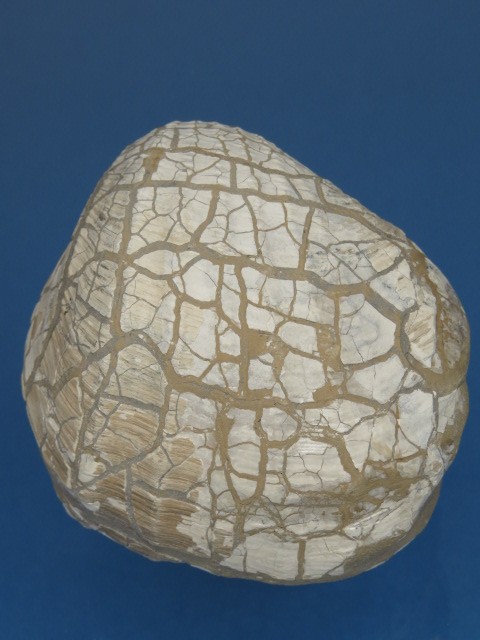 MAŁŻ Pholadomya sp.